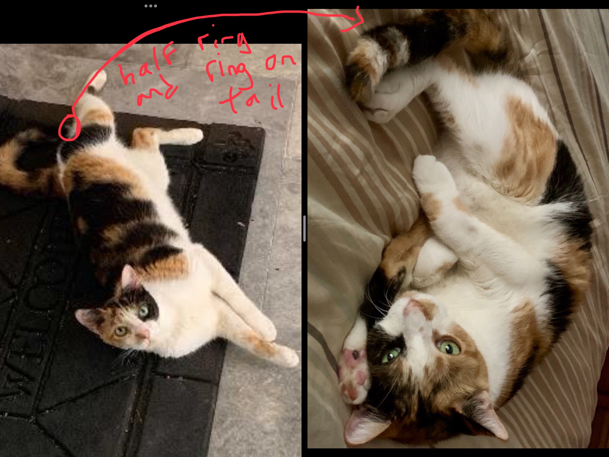 Jazzie photo