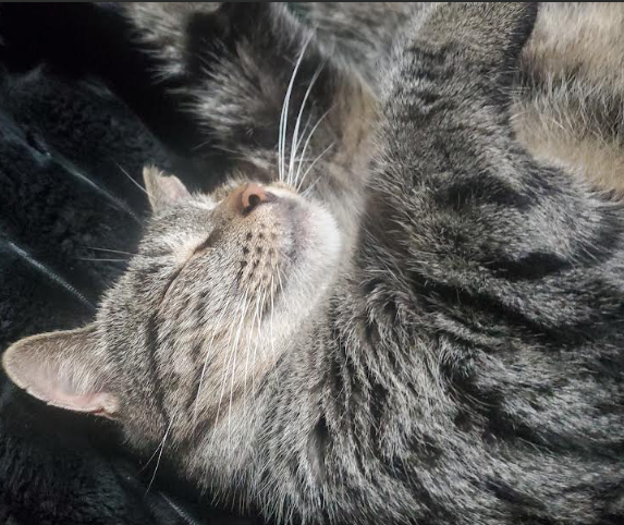 Waffles photo