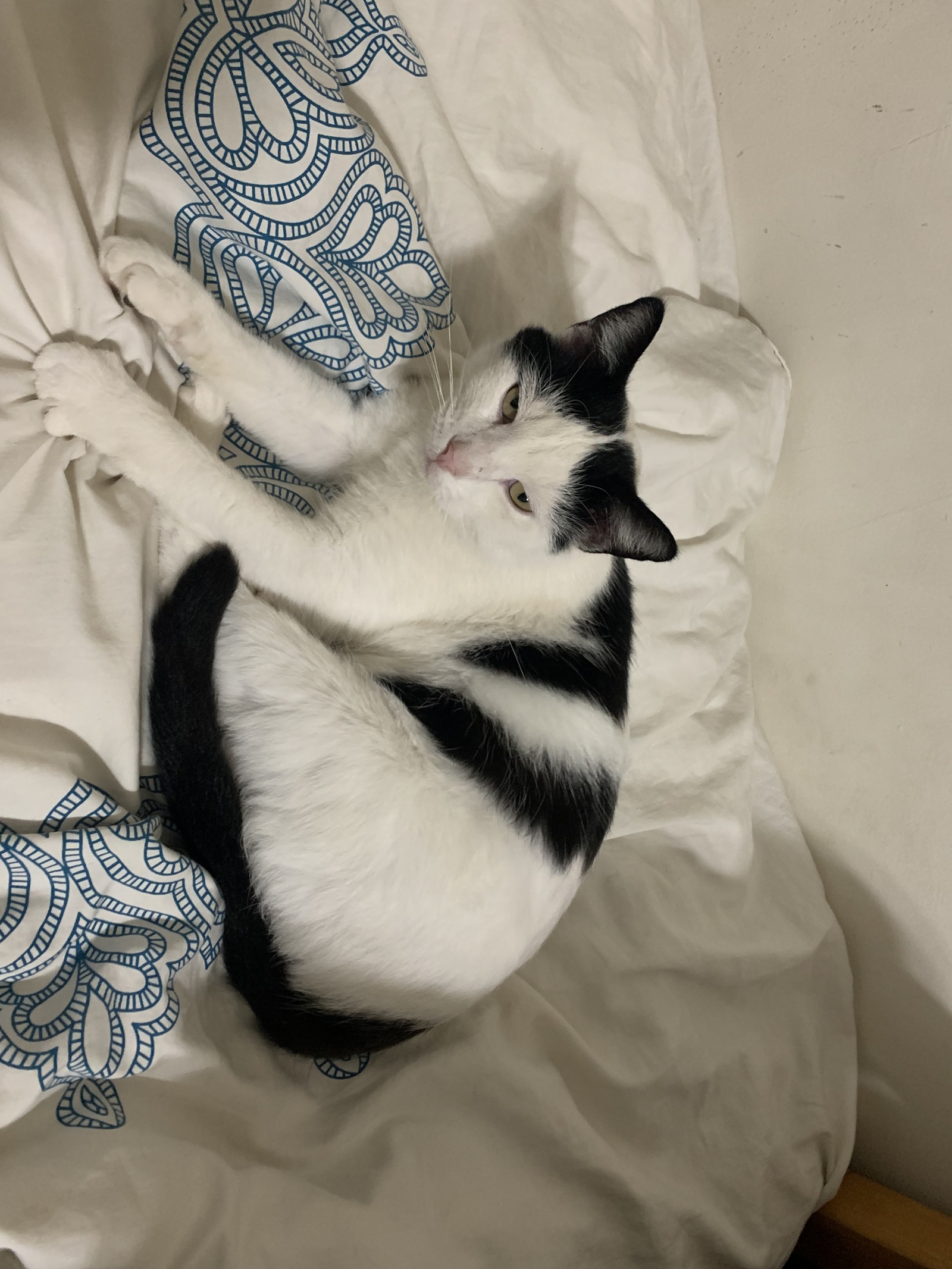 Hercule